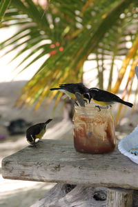 Close-up of bird perching on feeder