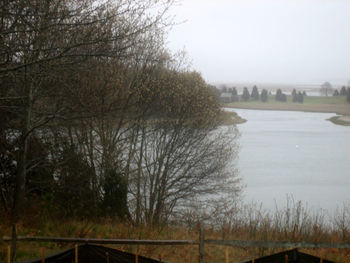 Bare trees on landscape