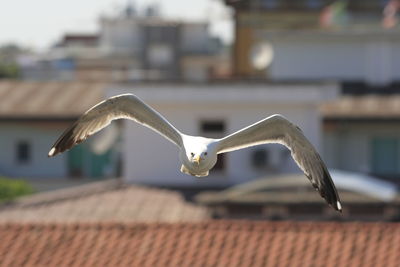 Seagull flying over roof