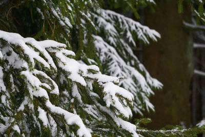 Close-up of snow on tree