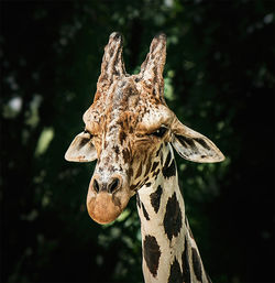 Giraffe against trees