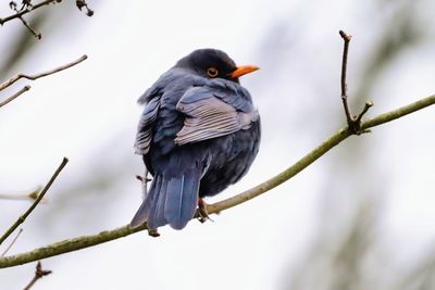 Close-up of bird perching on branch