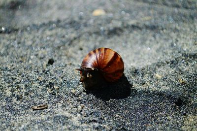 Close-up of snail on ground