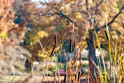 Close-up of fresh plants on field