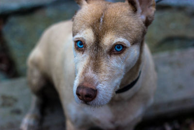 Portrait of blue eyes dog