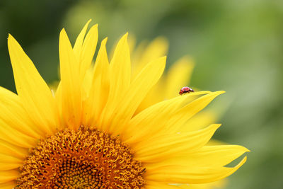 Close-up of insect on yellow flower