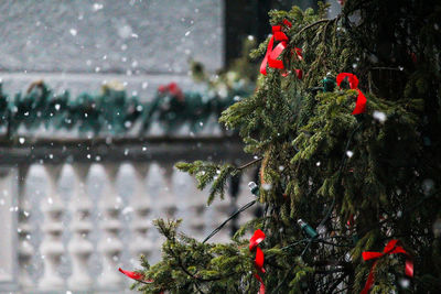 Close-up of christmas tree during snowfall