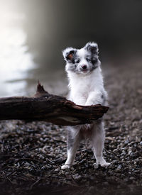 Sheltland sheepdog