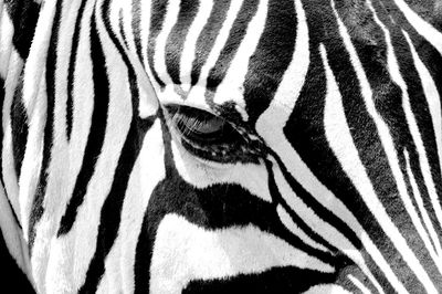Detail shot of a zebra