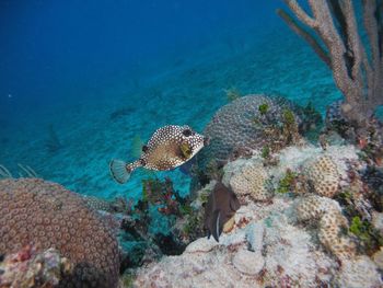 Portrait of coral in sea