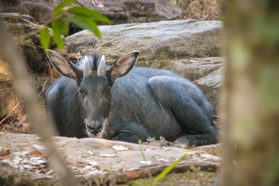 View of deer on rock