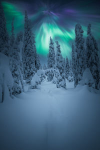 Snow covered land and trees at night