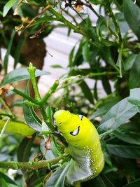 Close-up of yellow flower on plant