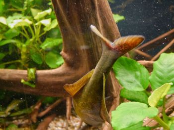 Close-up of lizard on plant