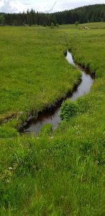 Scenic view of grassy field