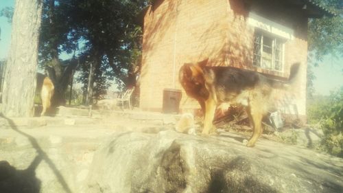 View of a dog looking through window