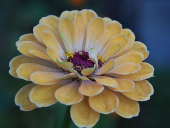 Close-up of yellow flowering plant
