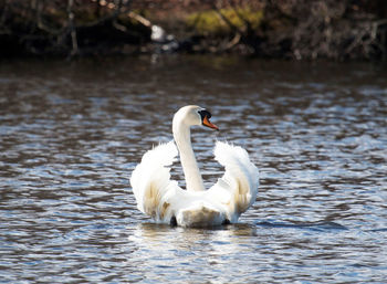 A swan relaxing in the sun on a beautiful day at a local park. 