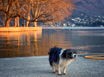 Dog in a lake