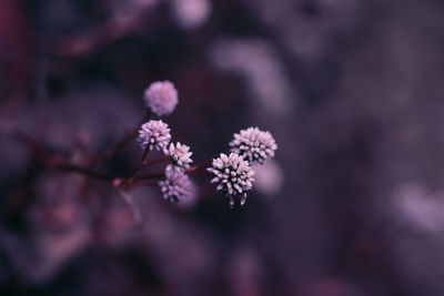 Close-up of flowering plant