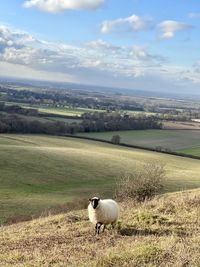 View of sheep on field