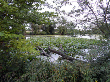 Scenic view of trees on field