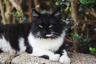 Portrait of black cat