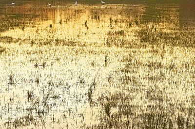 Scenic view of wheat field