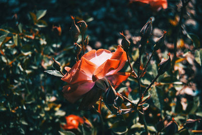 Close-up of orange rose on plant