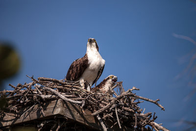 Low angle view of birds perching on tree against sky