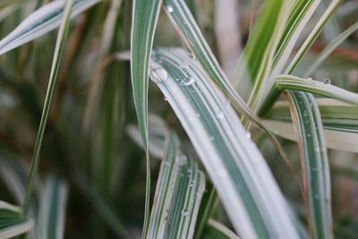 Close-up of wet plants growing on field