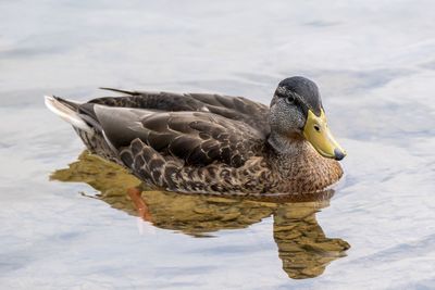 View of duck on snow covered lake