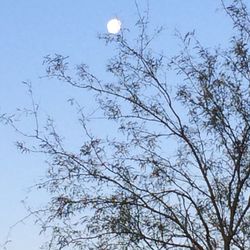 Low angle view of bare tree against blue sky