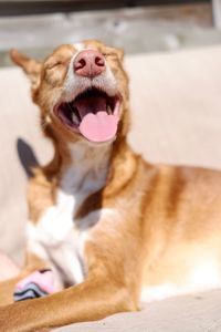 Close-up of dog yawning