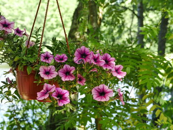 Close-up of flowers