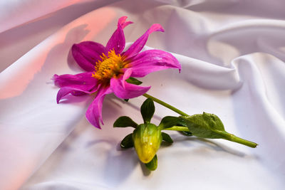 High angle view of pink flowering plant