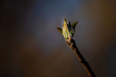 Close-up of flower buds on twig