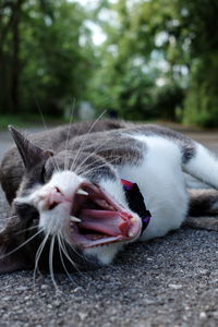 Close-up of cat