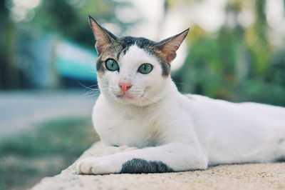 Close-up portrait of tabby cat