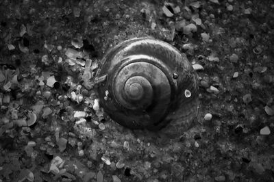 Close-up of snail