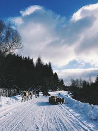 Dog on snow covered landscape against sky