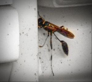 Close-up of insect on wall