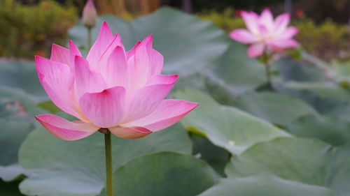 Close-up of pink water lily in pond