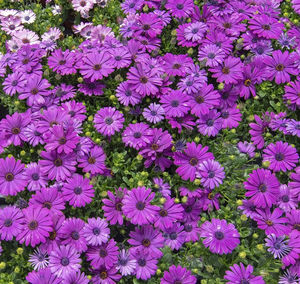 High angle view of purple flowers