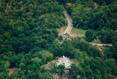 High angle view of trees in forest