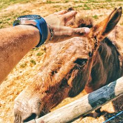 Close-up of horse