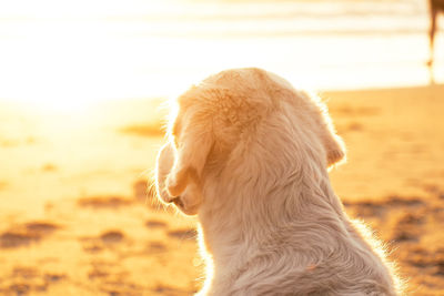 Close-up of dog looking away