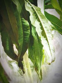 Close-up of fresh green leaves