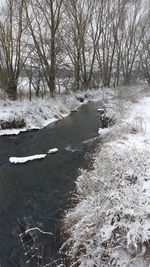 Close-up of tree against sky