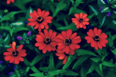 High angle view of flowering plants